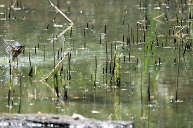 Parlak gün ışığında dingin bir nehrin kenarındaki bir dala tünemiş renkli bir balıkçı.