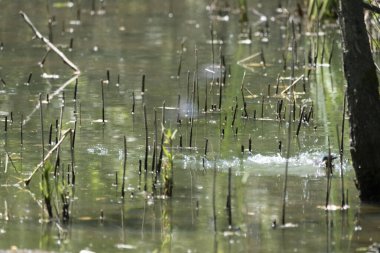 Parlak gün ışığında dingin bir nehrin kenarındaki bir dala tünemiş renkli bir balıkçı.