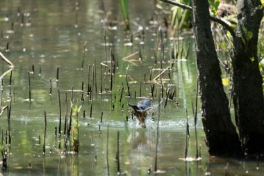 Parlak gün ışığında dingin bir nehrin kenarındaki bir dala tünemiş renkli bir balıkçı.