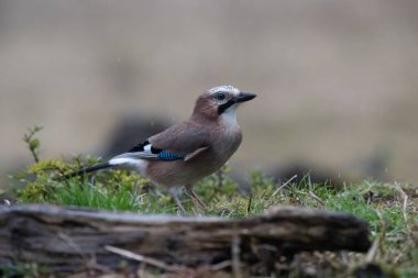 Kuşlar bir gölde yiyecek arıyorlar ve odunların üzerinde dinleniyorlar.