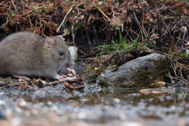 Kuşlar bir gölde yiyecek arıyorlar ve odunların üzerinde dinleniyorlar.