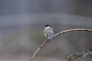 Kuşlar bir gölde yiyecek arıyorlar ve odunların üzerinde dinleniyorlar.