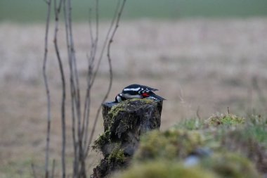 Kuşlar bir gölde yiyecek arıyorlar ve odunların üzerinde dinleniyorlar.
