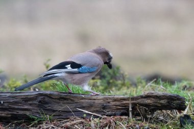 Kuşlar bir gölde yiyecek arıyorlar ve odunların üzerinde dinleniyorlar.