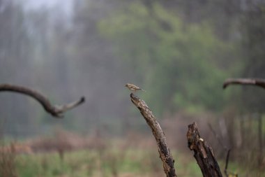 Kuşlar bir gölde yiyecek arıyorlar ve odunların üzerinde dinleniyorlar.