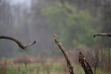 Kuşlar bir gölde yiyecek arıyorlar ve odunların üzerinde dinleniyorlar.