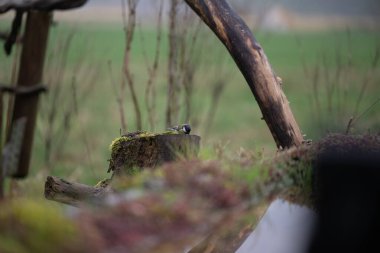 Bahçedeki ağaçta bir kuş