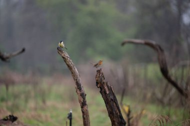 Ormanda bir çift kuş.