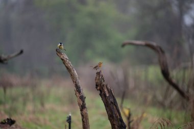 iki serçe yeşil çimlerin üzerinde