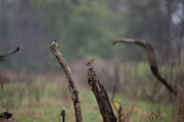 Ormanda bir ağacın dalında bir kuş oturuyor.