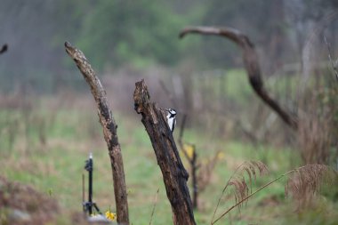Ağaçtaki bir kuşun siyah beyaz fotoğrafı.