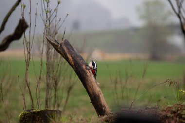 Siyah - ve beyaz kuş bir ağacın dalında, yakın plan, fotoğraf
