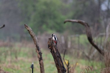 siyah - göbekli ağaçkakan (dendronis kopar) bir dala tünemiş