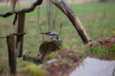 blue tit, ucaeruuleuleus,bird