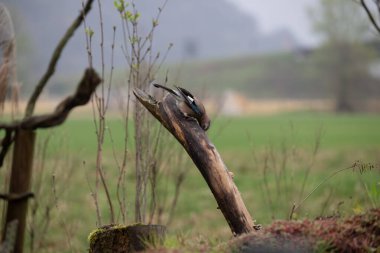 Ormandaki ağaçta siyah beyaz bir kuşun yakın çekimi.