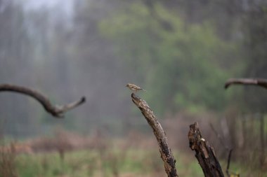 Parlak gün ışığında dingin bir nehrin kenarındaki bir dala tünemiş renkli bir balıkçı.