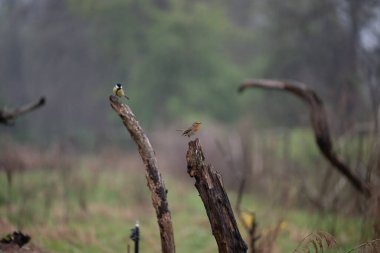 Parlak gün ışığında dingin bir nehrin kenarındaki bir dala tünemiş renkli bir balıkçı.