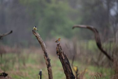 Parlak gün ışığında dingin bir nehrin kenarındaki bir dala tünemiş renkli bir balıkçı.