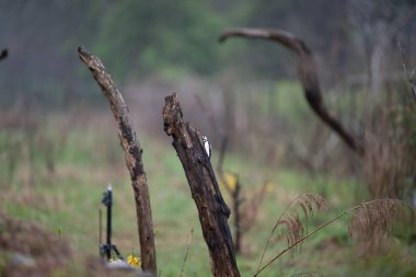 Parlak gün ışığında dingin bir nehrin kenarındaki bir dala tünemiş renkli bir balıkçı.
