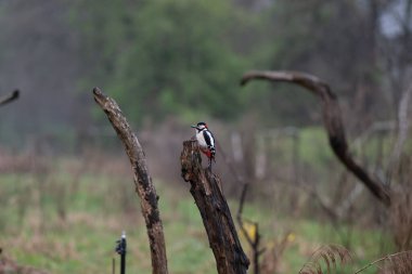 Güzel bir kuşun yakın çekimi.