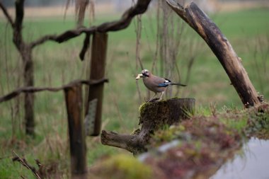 blue tit bird sitting on a tree branch in the park.