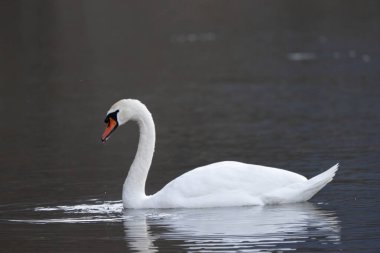 Nehirdeki beyaz kuğu, yaklaş.