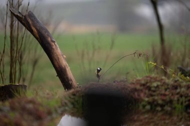 Siyah beyaz bir kuşun yakın çekimi.