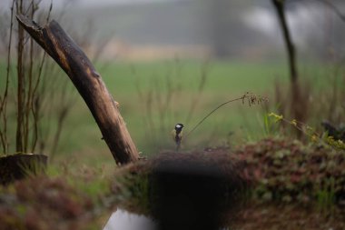Ağaç dalındaki siyah kuş