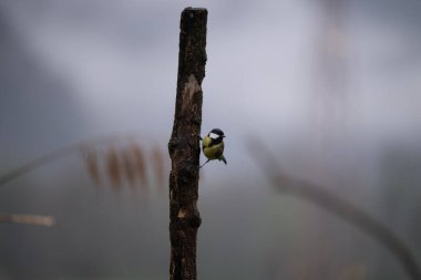 Yeşil bir kuşun yakın plan çekimi.