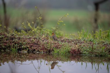 kırmızı - körüklü rokfor, ruviscus ruvilus