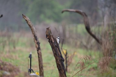 Kuş ağaç dalında oturuyor.
