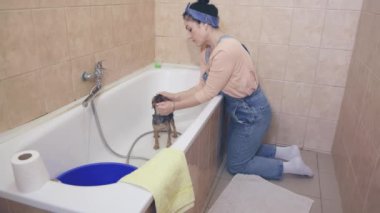 Köpeğin tüylerinde saç kremi yıkayan bir kadın.