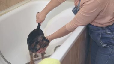 Dişi, saçındaki nemi sıkar.