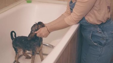 Kadın yıkanması için köpeğe özel şampuan ekliyor.