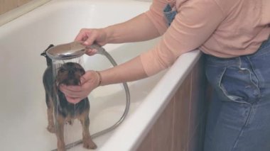 Banyodaki kadın köpeği sıcak suyla yıkıyor.