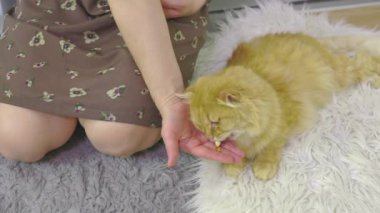 Tanımlanamayan, tanınmayan bir yüz kedisine sahip biri.