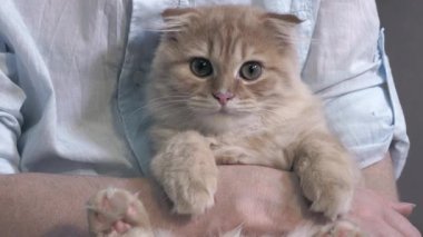 Tanımlanamayan bir yüz elinde sevimli bir kedi yavrusu tutuyor.