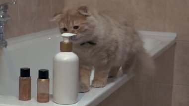 Kedileri banyoya çeken şey nedir??