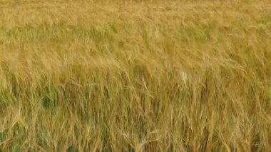 Sarı buğday kulakları rüzgarda huzur içinde sallanıyor