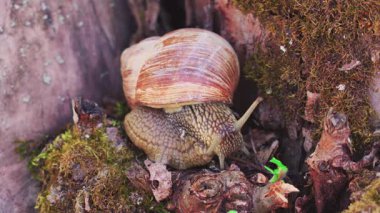 Salyangoz kış uykusundan uyandı.