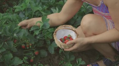 Çilek toplamak için tanınmamış bir yüze sahip olan ve onları sepete koyan kişi, sadece kolları ve bacakları görünür.