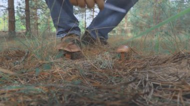 Ormanda yürüyen ve mantar toplayan tanınmamış bir yüz, sadece kollar görülebilir.