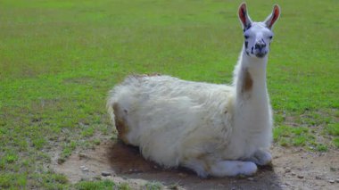 Lama yazın kulaklarını katlayarak uyuyor.