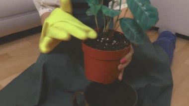 Tanınmayan bir yüzü olan bir insan elinde bir çiçek bitkisi tutar ve saksıya koyar, sadece kolları görünür.