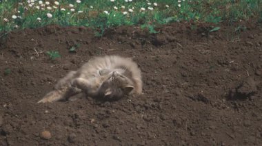 Evcil bir kedi yazın bahçe toprağında gezinir.