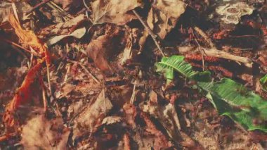 Hızlı, saldırgan kırmızı karıncalar kendi karınca yuvalarını yaparlar.