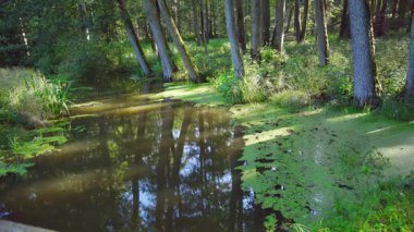 Sabahın köründe parkta nehir manzarası