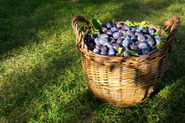 Mavi erik, ahşap sepetteki lezzetli mor tatlı meyve, meyve bahçesinde hasat zamanı, mevsimlik sonbahar meyvesi, organik vejetaryen malzeme, Ukrayna bahçesi, prunus domestica, Japon sembolü..