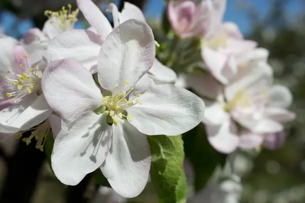 Beyaz çiçekli güzel bir elma ağacı dalı. Kapalı, çiçekli bir kartpostal, ilkbahar güneşli bir gün resmi, sabahları Avrupa bahçesi, takvimde basım için fotoğraf, kapak, duvar kağıdı, tuval.