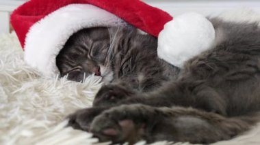 Kırmızı Noel Baba şapkalı Cristmas kedisi evde hafif yumuşak ekose üzerine uzanmış, 2023 yılının evcil hayvan sembolü yatakta uyuyor, kostümün içinde Noel arifesini bekliyor, yatay görüntü, Çin burcu.. 